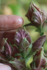 Strobilanthes ixiocephala
