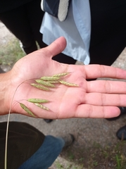 Bromus squarrosus