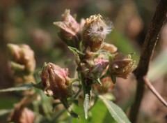 Strobilanthes ixiocephala