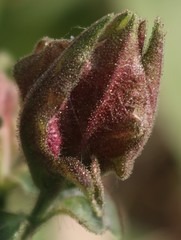 Strobilanthes ixiocephala