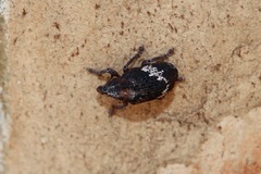 Oxyops fasciatus