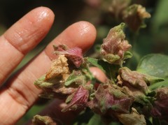 Strobilanthes ixiocephala