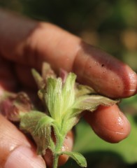 Strobilanthes ixiocephala