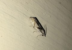 Eucosma metzneriana
