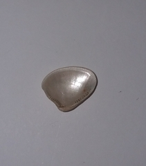 Nucula