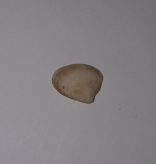 Nucula