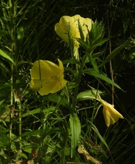 Oenothera oehlkersi