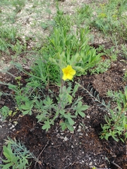 Potentilla astracanica