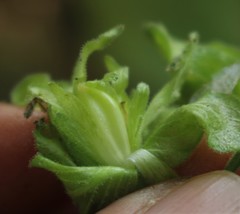 Strobilanthes ixiocephala