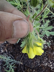 Potentilla astracanica
