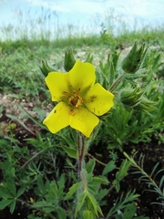Potentilla astracanica