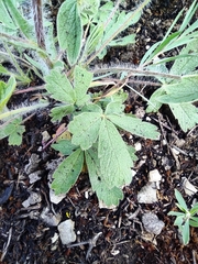 Potentilla astracanica