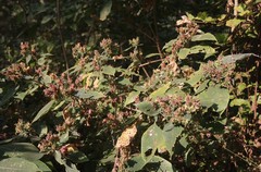 Strobilanthes ixiocephala