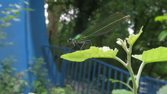 Calopteryx splendens