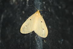 Soloe tripunctata