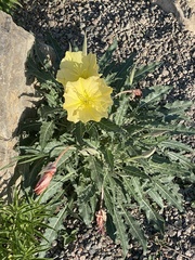 Oenothera brachycarpa