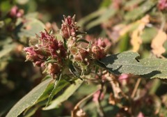 Strobilanthes ixiocephala