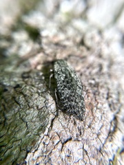 Chrysochroinae