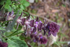 Ajuga pyramidalis