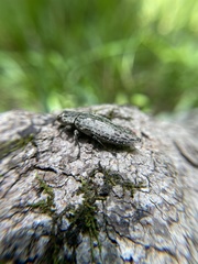 Chrysochroinae