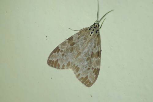 Galtara doriae