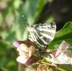 Panthiades bathildis