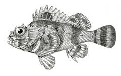 Goosehead Scorpionfish photo 2