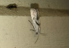 Eucosma metzneriana