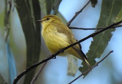 Microeca flavigaster