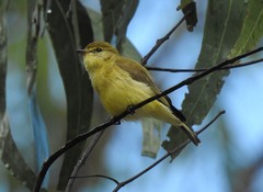 Microeca flavigaster