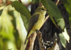 Microeca flavigaster