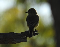 Microeca flavigaster