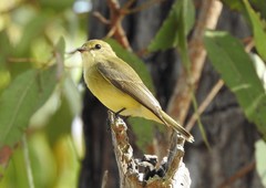 Microeca flavigaster