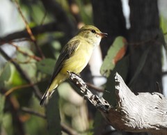 Microeca flavigaster
