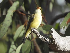 Microeca flavigaster
