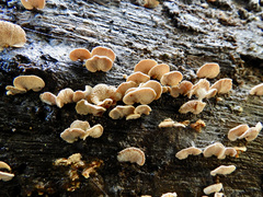 Panellus pusillus