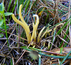 Clavulinopsis amoena