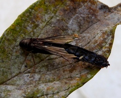 Atractocerus brasiliensis