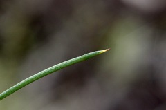 Acacia colletioides
