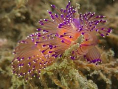 Unidentia aliciae
