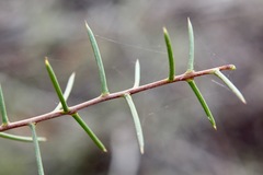Acacia colletioides
