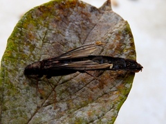Atractocerus brasiliensis