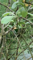Pittosporum crassifolium