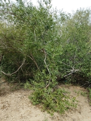 Vallesia glabra