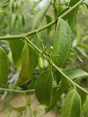 Vallesia glabra