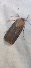 Agrotis segetum