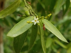 Vallesia glabra