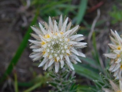 Phylica calcarata