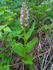 Galearis camtschatica