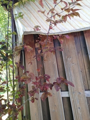 Prunus cerasifera pissardii